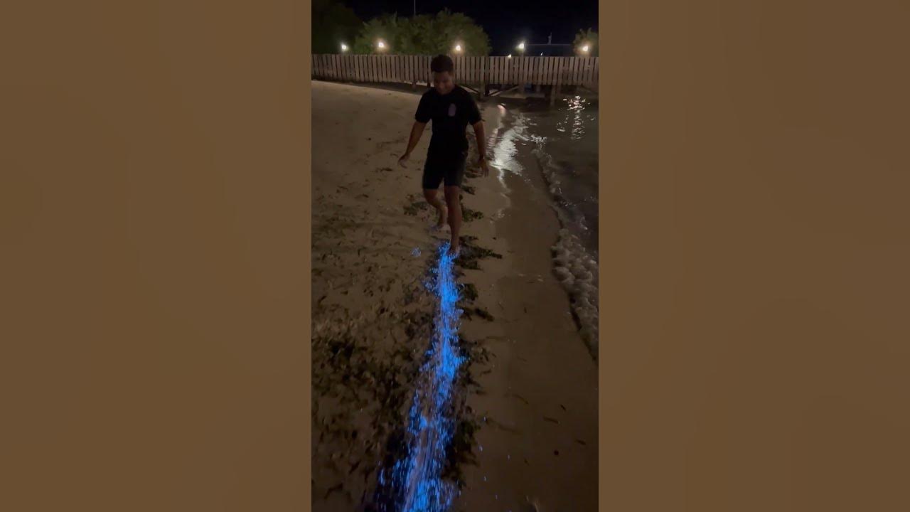 Bioluminescent Plankton Glow on Beach in the Maldives || ViralHog