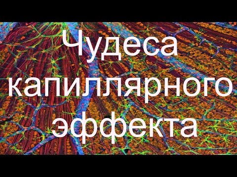 Чудеса капиллярного эффекта.