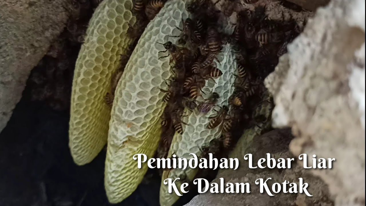 Cara Memindahkan Koloni Lebah Liar Ke dalam Kotak Budidaya