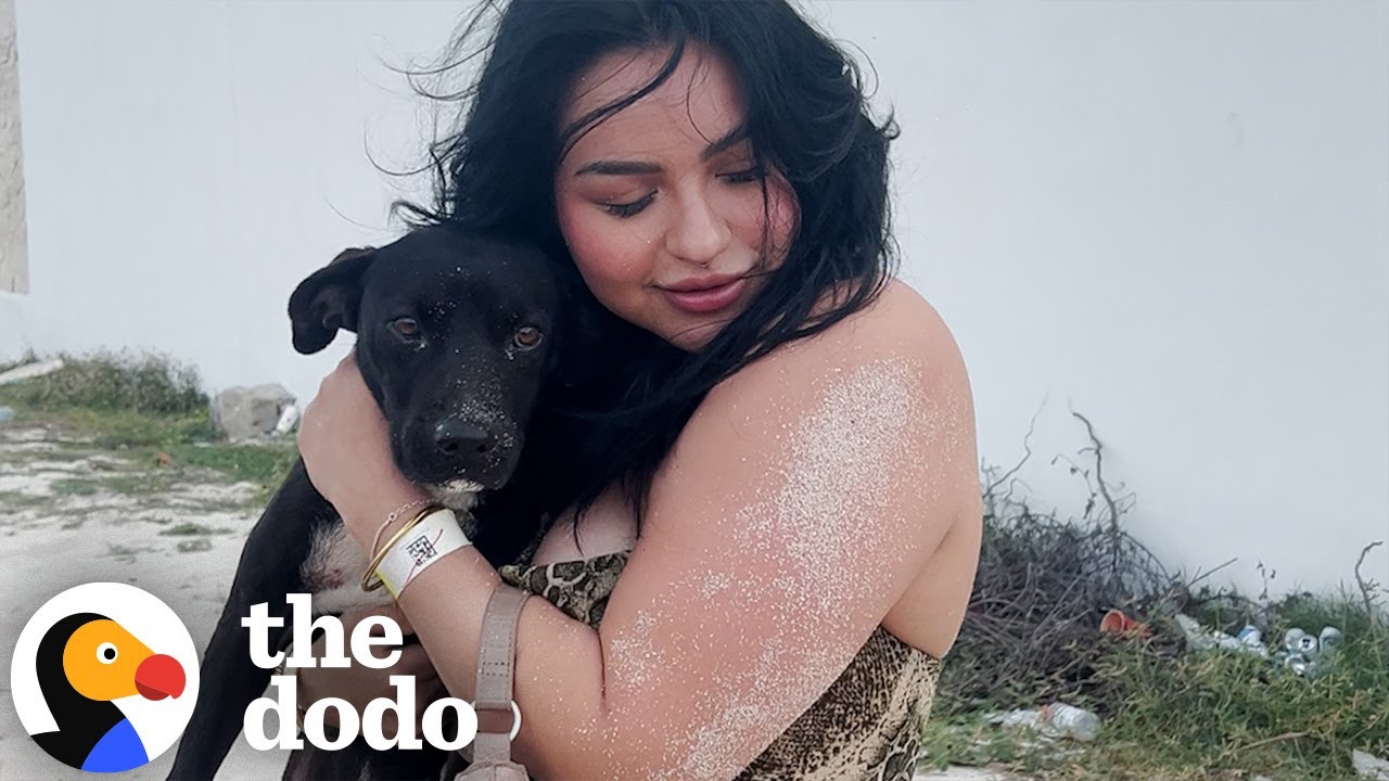 She Rescued A Dog While On Vacation In Cancun | The Dodo - YouTube