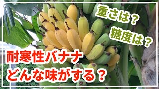 【耐寒性バナナ】最近流行ってる耐寒性バナナは美味しいのか？