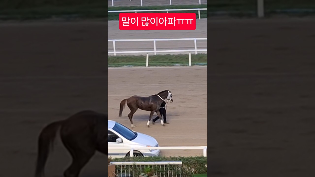 정하백 조교사 맘도아파ㅠㅠ#경마 #말 #달려라말 #shorts