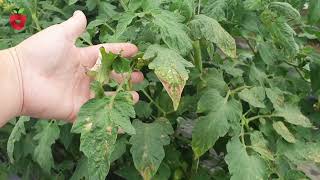 Tomato fungal disease - how to prevent it in a natural way