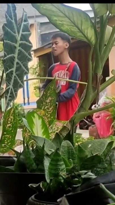pengamen suara mendesah