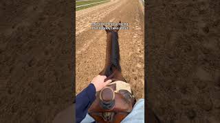 Horses are life