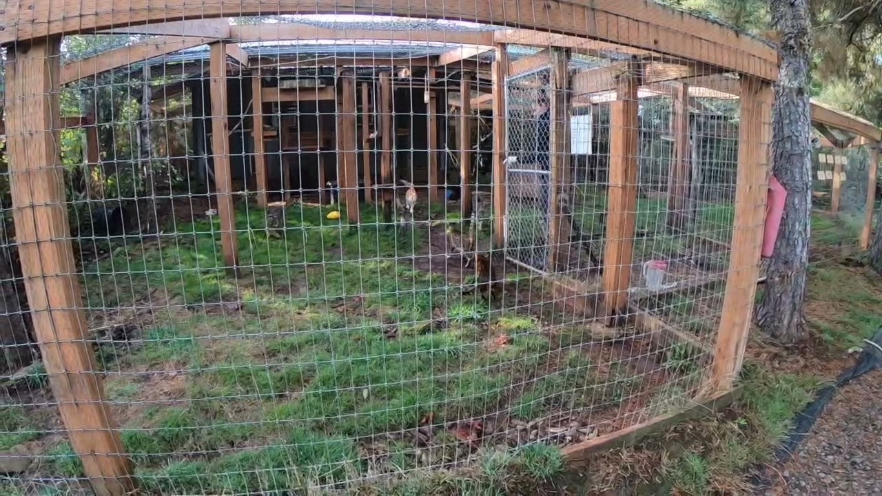 Update Feeding Hybrid cats