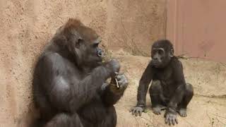 ZOO Prague  Gorillas  Bikira and Ajabu  snack together  April 2018