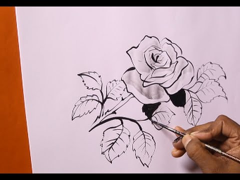 ᐈ Rose Drawing Stock Pictures Royalty Free Simple Rose Drawing Images Download On Depositphotos