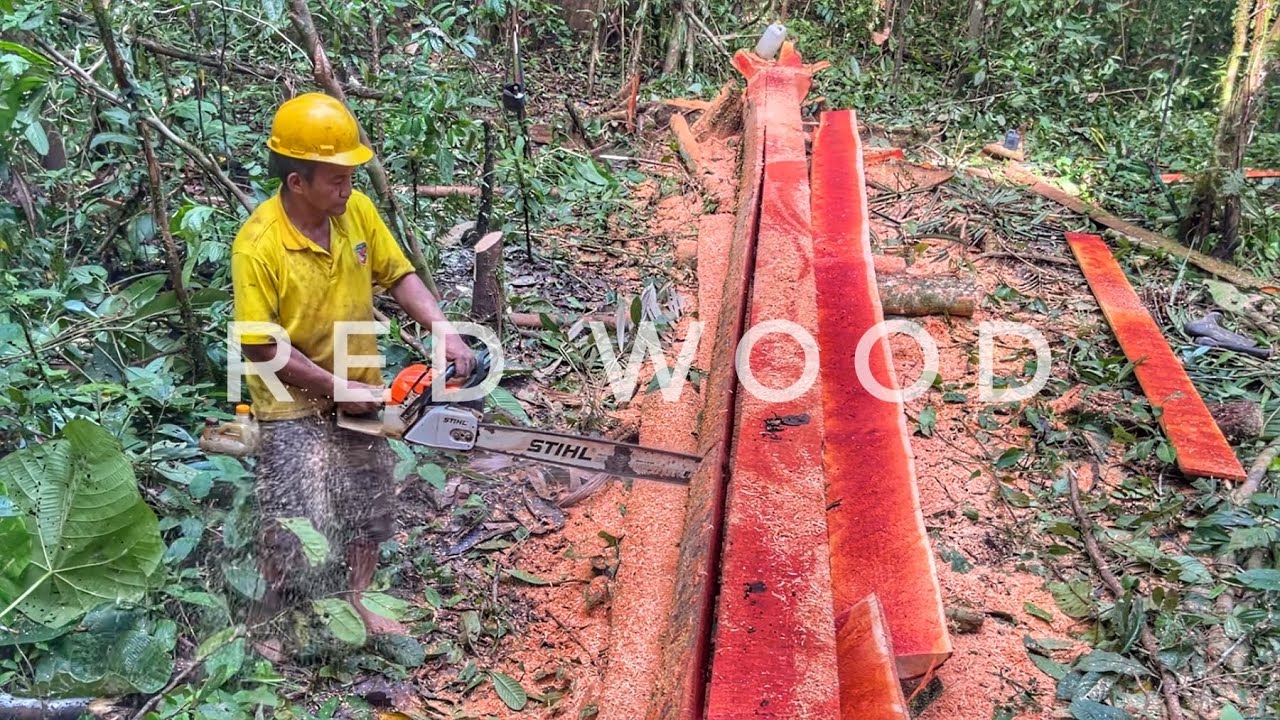 BLOOD‼️ CARI KAMI MEMBUAT PAPAN DARI KAYU YANG MUDAH PECAH || MESIN GERGAJI STIHL 070 & STIHL MS 382