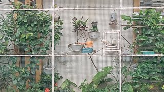 Sulap Lahan Kecil Depan Rumah Menjadi Mini Aviary