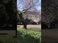 Sakura 😍😍😍 #japanvlog