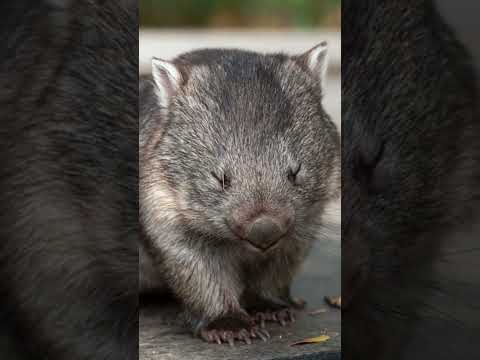 Video: Mengapa wombat terancam punah?