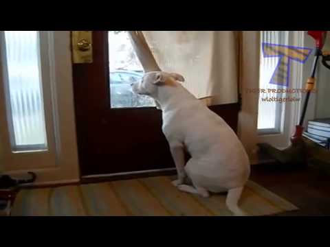 dogs-and-cats-welcoming-owners-after-long-time-cute-animal-compilation