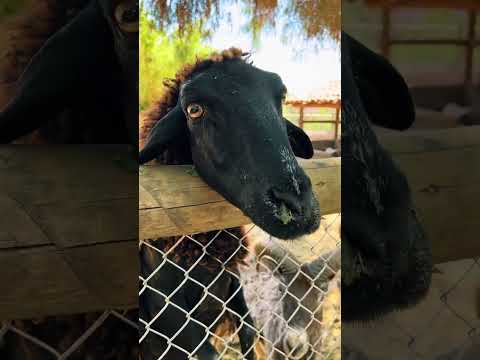 El regalo de Josefina Lampa ZooGontrujillo.cl