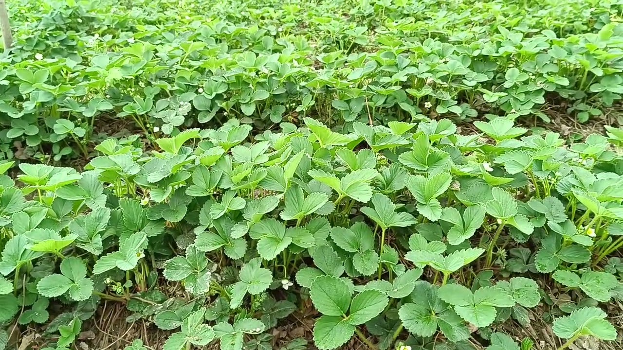 Чёрный принц 933724474.   933724475