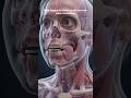 WHAT REALLY HAPPENS TO A CHILD THAT ACCIDENTALLY SWALLOWED A METAL -3D ANIMATION