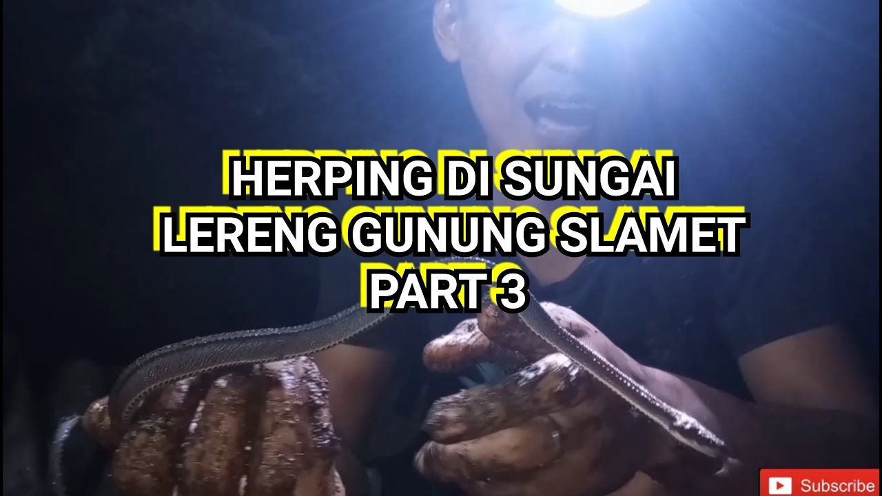 HERPING DI  SUNGAI LERENG GUNUNG  SLAMET  PART 3 YouTube