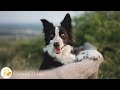 DOG TV for Dogs to Watch: Ultimate Video Anti-Boredom for Dogs When Home Alone - Music for Dogs