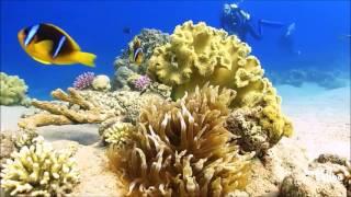 Aqaba Red Sea - First Bay North