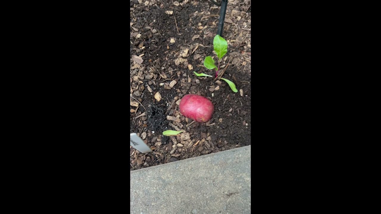 How I handle pill bugs