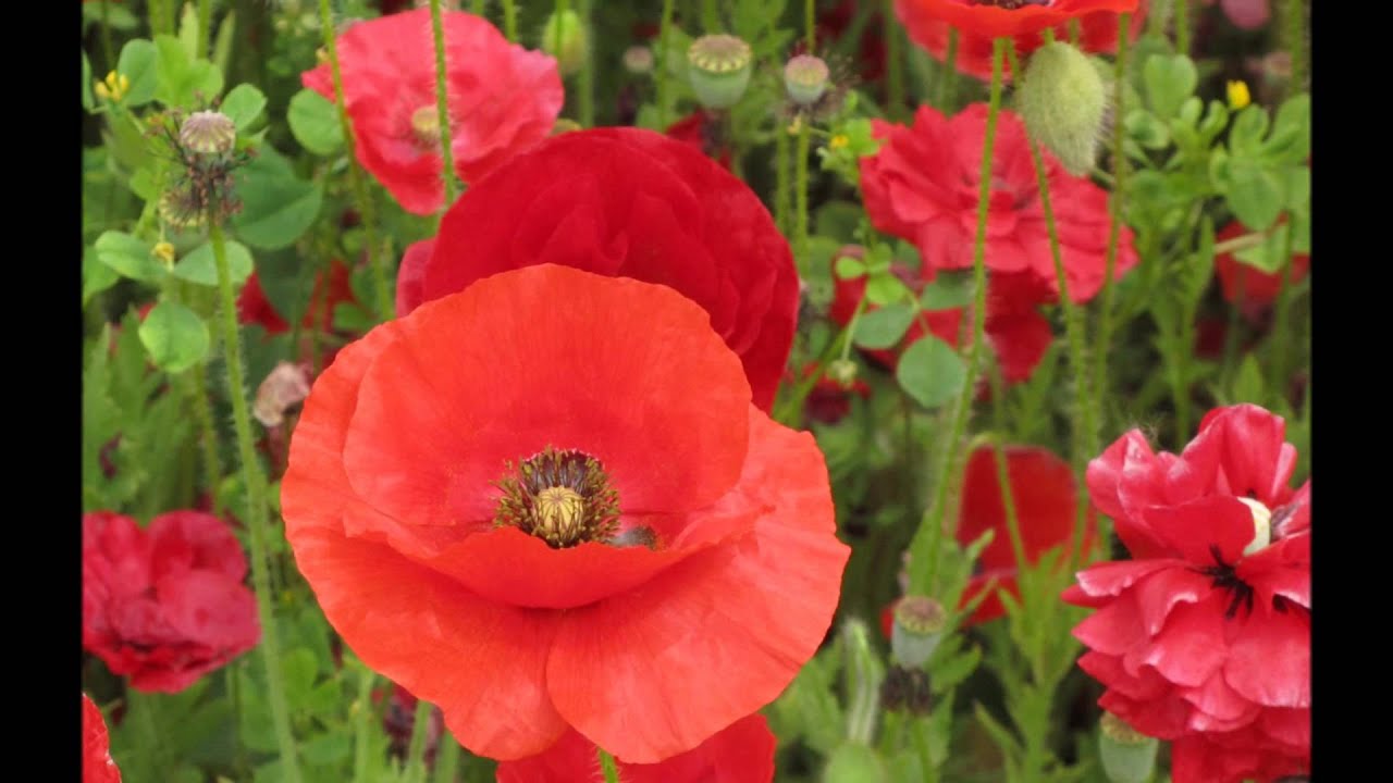 Flores Silvestres - YouTube