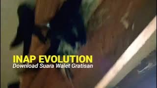 Download Suara Inap EVOLUTION, Suaranya Mirip Produk BAN, Pakar Walet Asia Tenggara !