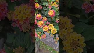 Lantana venturoso  arbusto#ambiental #plantas