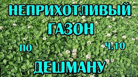 ч.10 Газон по дешману, не требующий ухода.
