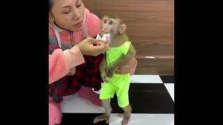 Smart baby monkey ROJO help mommy prepare for cooking and eating