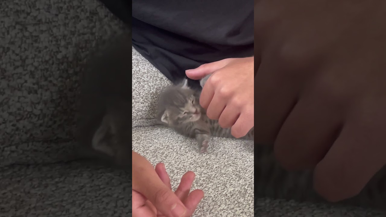 #cat #cattok #cats #tips #catmom #catvideos