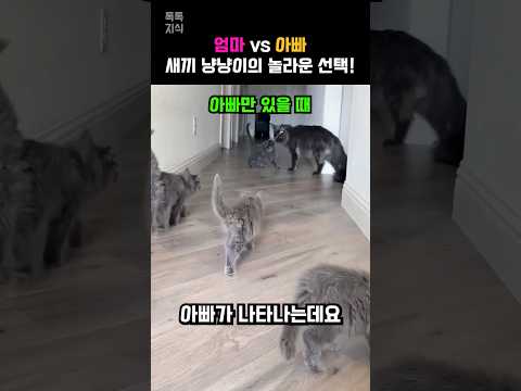 엄마 vs 아빠 새끼 고양이들의 놀라운 행동