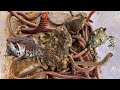 Woo So Many Earth worms,Toads,Small Frog,Small Red Millipedes.#usa #subscribe