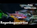 Regenbogenelritze  notropis chrosomus  liquid nature fisch vorstellung