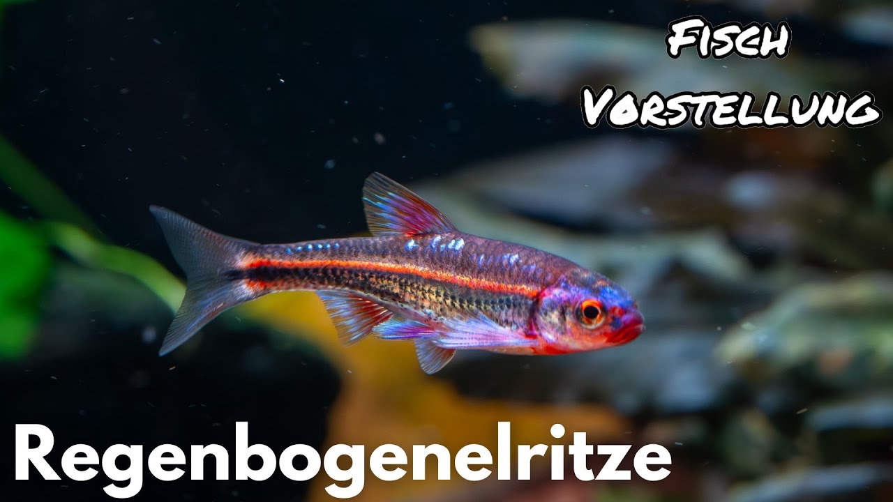Regenbogenelritze - Notropis chrosomus | Liquid Nature Fisch Vorstellung