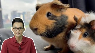 Pengalaman Bela Guinea Pig