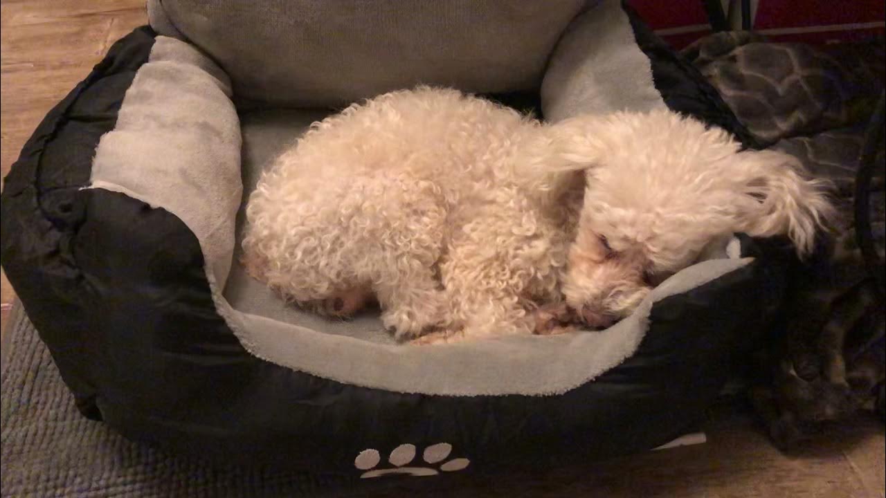 Helping my dog fall asleep YouTube