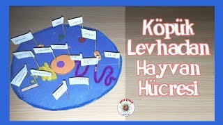 Köpük Levhadan Hayvan Hücresi Modeli 2D Animal Cell Model Using Foam Board 2D