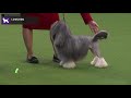 Lowchen | Breed Judging 2020 の動画、YouTube動画。