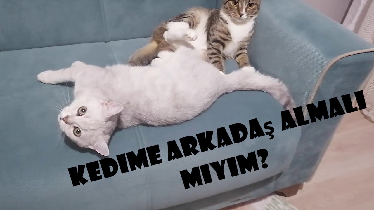 Evde Tek Kedi Mi Iki Kedi Mi Beslemeliyim Kedime Arkadas Almali Miyim Youtube