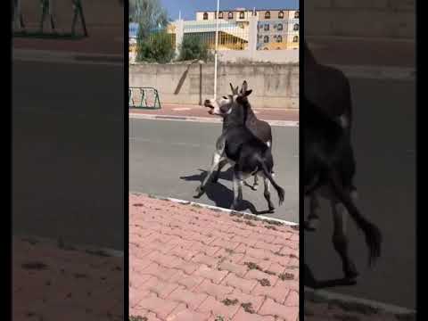 هوشت حمير