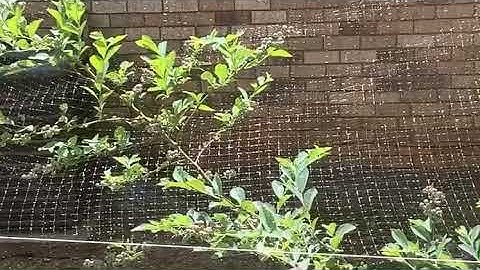 How to Protect your Blueberries from Birds