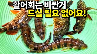 Let's enjoy cost-effective sashimi at the Masan Fish Market in Korea!