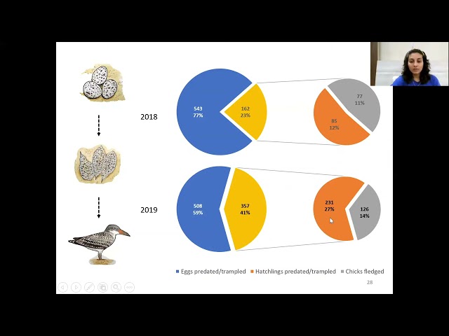 Birds and Badlands: Monitoring of Indian Skimmer population in Chambal Sanctuary - Parveen Shaikh