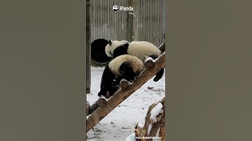 A Video Making You Feel Both Sweet And Sour  | iPanda #Shorts