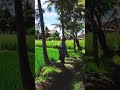 Bali serenity - ricefield walk vibes #shorts