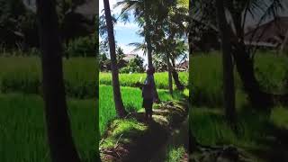 Bali serenity - ricefield walk vibes #shorts