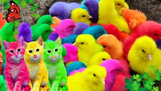 Menangkap Ayam lucu, Ayam warna warni, Ayam rainbow, Bebek,Angsa, kucing, Ikan, Ikan Cupang