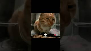 Sigma Cat Meawing ...