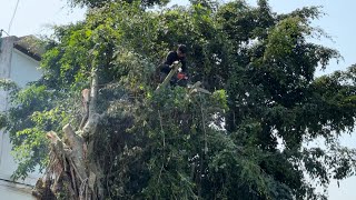 Cutting down useless fig trees is very dangerous  Tree cutting technique with a chainsaw