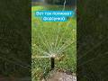 Полив форсунки) )#GreenDab #газон #озеленение #автополив #полив